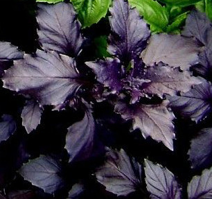 Базилик Арарат (поиск) 0,25гр