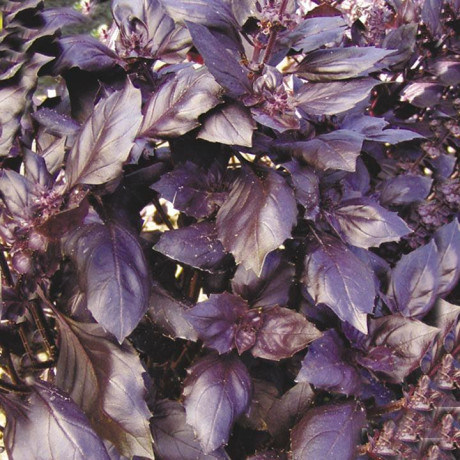 Базилик Арарат (поиск) 0,25гр