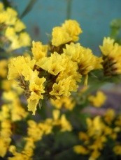 Статица Суприм желтая (поиск) 0,15гр