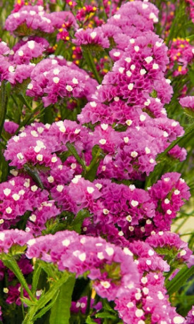 Статица Суприм карминная (поиск) 0,15 гр