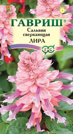 Сальвия Лира (г) 4шт