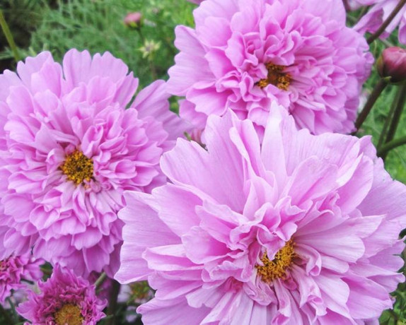 Космея махровая Роуз Бонбон (поиск) 0,1гр