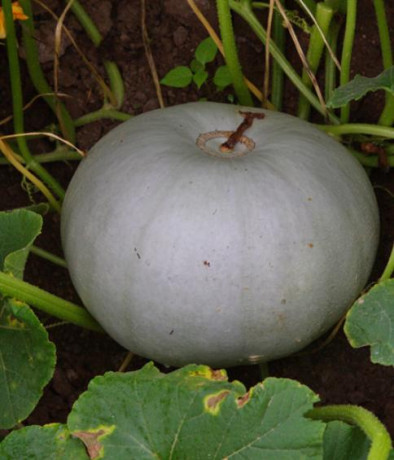 Тыква Волжская серая (поиск) 2,0гр