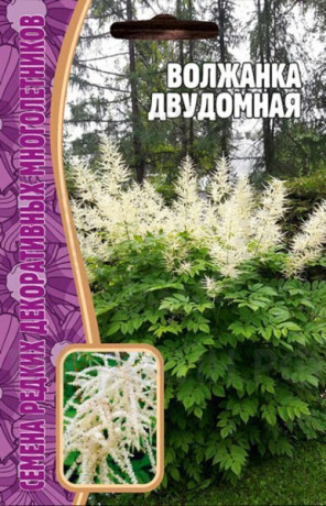Волжанка Двудомная (Григорьев) 50шт