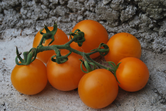 Томат Мандаринка (г) 0,1гр