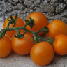 Томат Мандаринка (г) 0,1гр