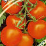 Томат Мандаринка (г) 0,1гр