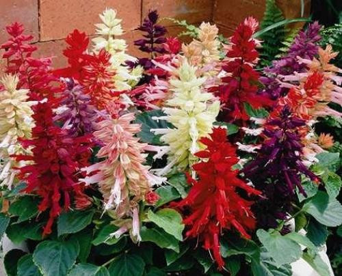 Сальвия сверкающая Дварф микс(поиск) 0,1г