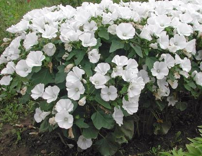 Лаватера Красотка белая (поиск) 0,3гр