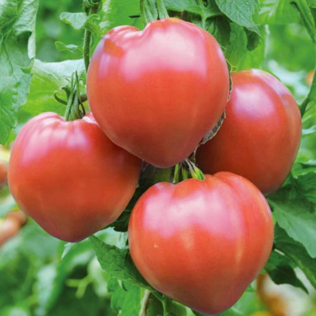 Томат Алтайская заря (поиск) 0,1гр