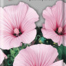 Лаватера Красотка розовая (поиск) 0,3гр