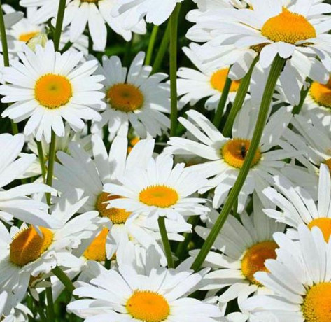 Нивяник Белый танец (поиск) 0,5гр