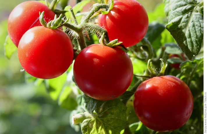 Томат Пиноккио (поиск) 12шт