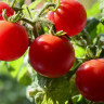 Томат Пиноккио (поиск) 12шт