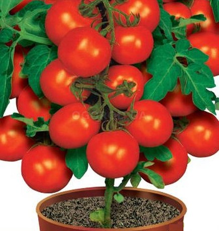 Томат Пиноккио (поиск) 12шт