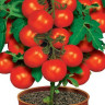 Томат Пиноккио (поиск) 12шт