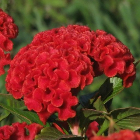 Целозия гребенчатая Крошка красная (поиск) 0,1гр