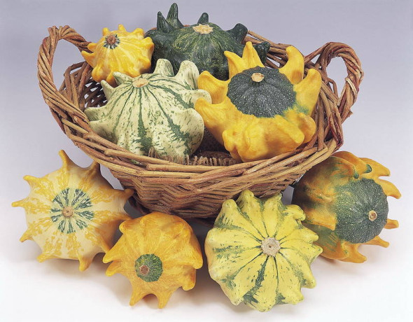 Тыква декоративная Шахрезада звезды (поиск) 5шт