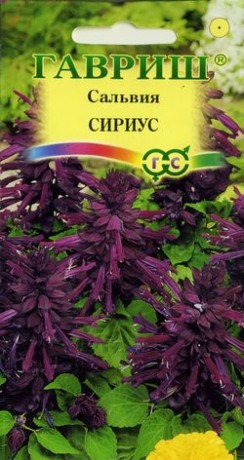 Сальвия Сириус (гавриш) 4шт