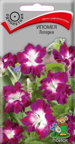 Ипомея Лотерея (поиск) 0,3гр