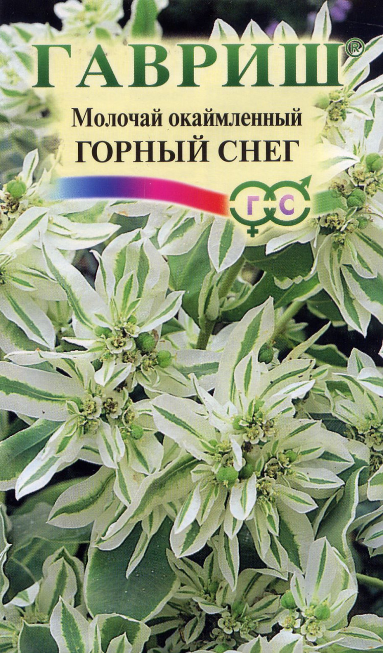 Молочай Окаймленный Купить Семена