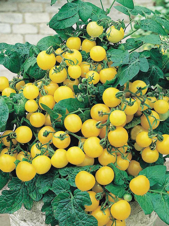 Томат Желтая шапочка (поиск) 5шт