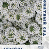 Алиссум Белое море (поиск) 0,3 гр