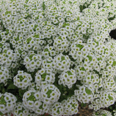 Алиссум Белое море (поиск) 0,3 гр