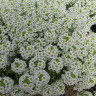 Алиссум Белое море (поиск) 0,3 гр