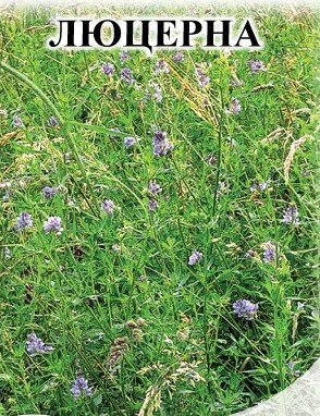 Люцерна 0,5кг(фас.)