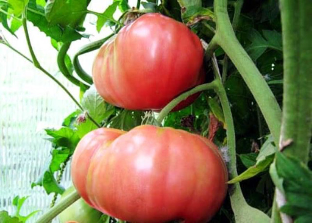 Томат Розовый гигант (нк) 0,1гр