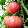 Томат Розовый гигант (нк) 0,1гр