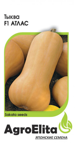 Тыква Атлас F1 (агроэлита) 5шт (sakata)