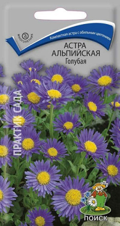 Астра Альпийская голубая (поиск) 0,04гр многолетняя