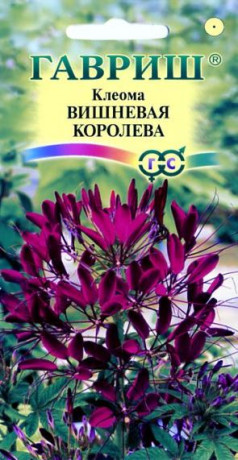 Клеома Вишневая королева (гавриш) 0,2 гр