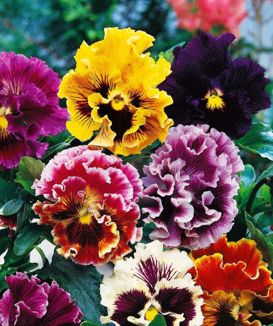 Виола Рококо смесь (нк) 0,2гр