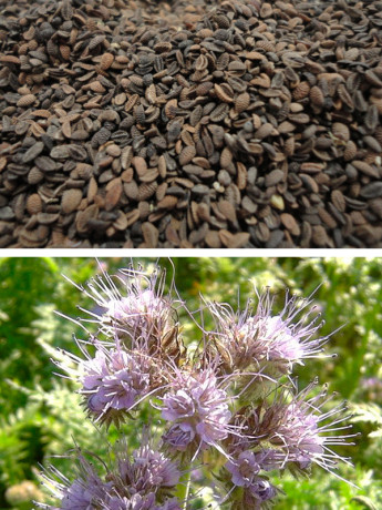 Фацелия 0,3кг (фас)