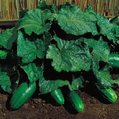 Огурец Кустовой (поиск) 0,5гр