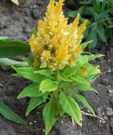 Целозия перистая Глориас еллоу (поиск) 10шт