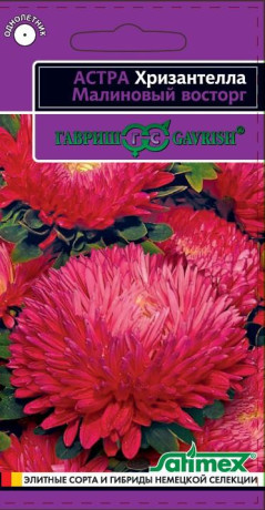 Астра Малиновый восторг (Хризантелла) (г) 0,05гр