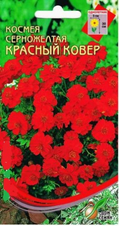 Космея серножелтая Красный ковер (дс) 30шт