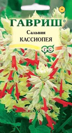 Сальвия Кассиопея (г) 4шт