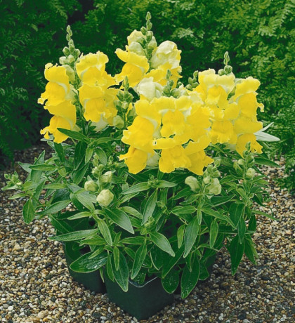 Львиный зев Желтый букет (поиск) 0,1г