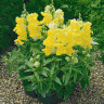 Львиный зев Желтый букет (поиск) 0,1г