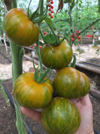 Томат Лимонная искорка (поиск) 10шт