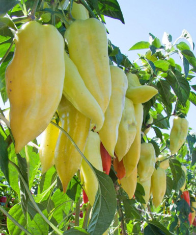 Перец сладкий Снегопад F1 (нк) 12шт