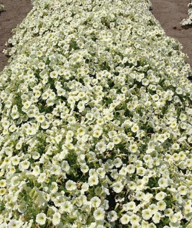 Петуния Пендолино еллоу центр (поиск) 5шт