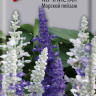 Сальвия мучнистая Морской пейзаж (поиск) 10шт