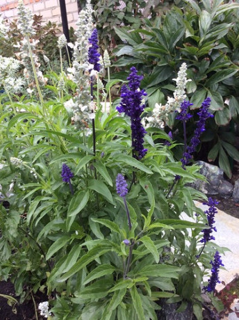 Сальвия мучнистая Морской пейзаж (поиск) 10шт