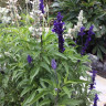 Сальвия мучнистая Морской пейзаж (поиск) 10шт